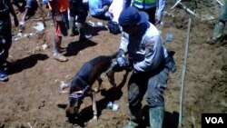 Anjing pelacak Polri ikut membantu mencari korban tanah longsor di Banjarnegara, Jawa Tengah, Senin 15/12 (foto: VOA/Nurhadi).