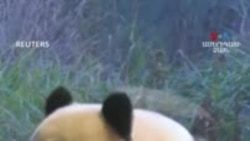 Բեռլինի կենդանաբանական այգին հանրությանն առաջին անգամ ներկայացրել է պանդայի ձագերին 