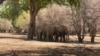 Zimbabwe’s elephant population has grown in recent years to more than 100,000. Some farmers have complained that the elephants are destroying their crops and grazing lands. (Photo: Mana Pools National Park in Zimbabwe's Hurungwe district, May 2021)