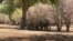 Zimbabwe’s elephant population has grown in recent years to more than 100,000. Some farmers have complained that the elephants are destroying their crops and grazing lands. (Photo: Mana Pools National Park in Zimbabwe's Hurungwe district, May 2021)