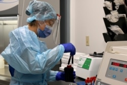 University of Miami Miller School of Medicine lab tech Sendy Puerto processes blood samples from study participants in the specimen processing lab￼, Sept. 2, 2020 in Miami.