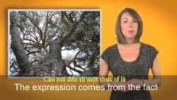 Thành ngữ tiếng Anh thông dụng: Go out on a limb (VOA)