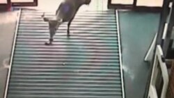 Олень в магазине
