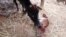 Rare Two-Headed Calf Born in Northeast India