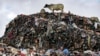 Cows are seen at the largest dumpsite where textile waste ends up at Old Fadama in Accra, Ghana, Oct. 19, 2024.