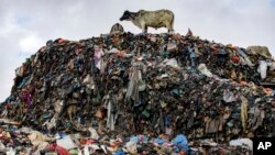 Cows are seen at the largest dumpsite where textile waste ends up at Old Fadama in Accra, Ghana, Oct. 19, 2024.