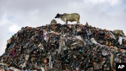 Cows are seen at the largest dump site where textile waste ends up at Old Fadama in Accra, Ghana, Oct. 19, 2024.