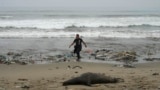 Un hombre pasa junto a un león marino muerto en la playa de Los Delfines, llena de basura, en el distrito de Ventanilla del Callao, Perú, el miércoles 2 de agosto de 2023.