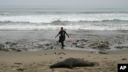 Un hombre pasa junto a un león marino muerto en la playa de Los Delfines, llena de basura, en el distrito de Ventanilla del Callao, Perú, el miércoles 2 de agosto de 2023.