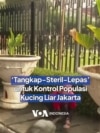 'Tangkap-Steril-Lepas' untuk Kontrol Populasi Kucing Liar Jakarta