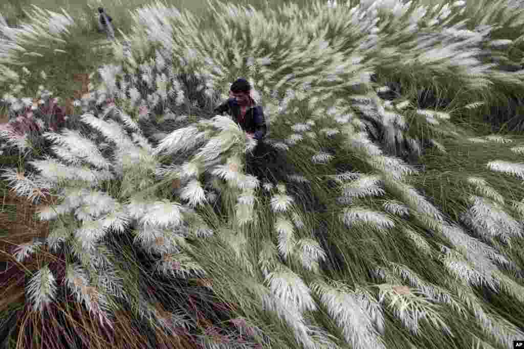 A Bangladeshi man cuts Kashful, or white grass plants, in Keraniganj, near Dhaka.&nbsp;