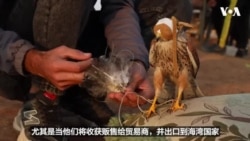以猎鹰谋利，并保护古老的文化传统 