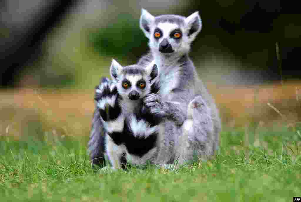 Dua ekor lemur duduk di rumput di kandang mereka di kebun binatang di Dresden, Jerman timur.