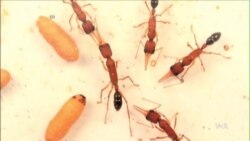 Kiến sinh tồn và chọn kiến chúa ra sao?