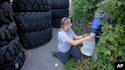 Inspectores van casa por casa capturando mosquitos.Las autoridades sanitarias no esperan grandes brotes como los registrados en América Latina y el Caribe.