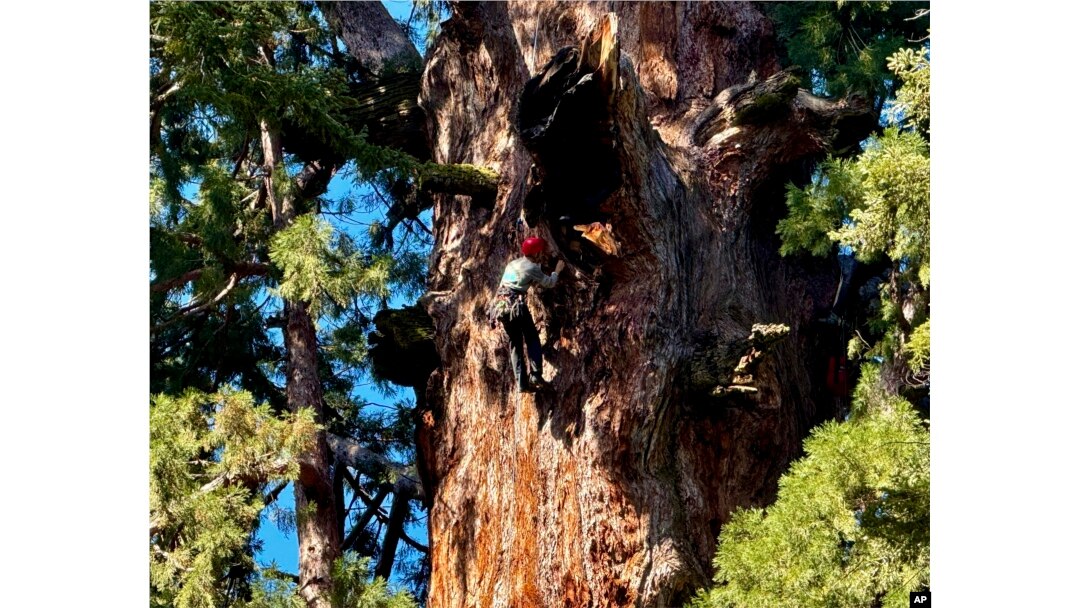 Uzmanlar, California eyaletindeki Sekoya Ulusal Parkı'na çeken 85 metrelik sekoya ağacı General Sherman’a ilk kez tırmandı.