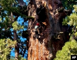 Uzmanlar, California eyaletindeki Sekoya Ulusal Parkı'na çeken 85 metrelik sekoya ağacı General Sherman’a ilk kez tırmandı.