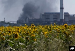 Archivo - Girasol ofrecido en Ucrania en 2014. Ucrania es un importante productor de aceite de girasol.  (Foto AP/Dmitriy Lovitsky, archivo)