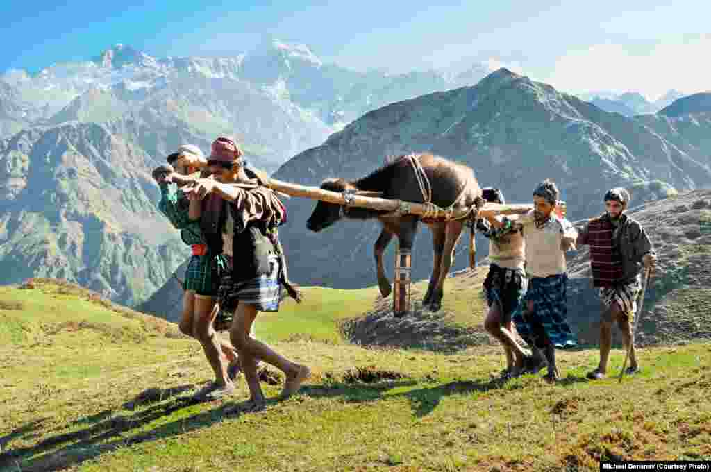 A buffalo yearling with a broken leg is carried over a Himalayan pass to the meadow where the family will spend the summer. Everyone hopes the leg will heal, so the buffalo will be able to walk down to the lowlands in autumn.