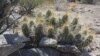 A Chihuahuan Greater Earless Lizard, one of the many creatures that call Big Bend home, rests in the shade of a strawberry cactus.