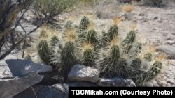 A Chihuahuan Greater Earless Lizard, one of the many creatures that call Big Bend home, rests in the shade of a strawberry cactus.