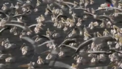 Գաղթող մեծ սպիտակ հավալուսանները, որոնք հայտնի են նաև որպես արևելյան սպիտակ հավալուսաններ