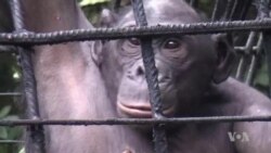 World's Only Bonobo Sanctuary Rehabilitating Orphan Primates