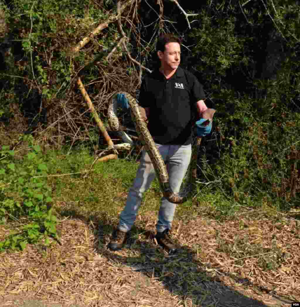 VOA Correspondent Steve Herman holds a Burmese python for an on-camera report prior to releasing the snake in Petchaburi province, Thailand, Feb. 28, 2016. (Wanvida Jiralertpaiboon for VOA)