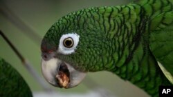 A Puerto Rican parrot eats inside one of the flight cages in the Iguaca Aviary at El Yunque, Puerto Rico, where the U.S. Fish & Wildlife Service runs a parrot recovery program in collaboration with the Forest Service and the Department of Natural and Environmental Resources, Nov.
