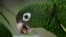 A Puerto Rican parrot eats inside one of the flight cages in the Iguaca Aviary at El Yunque, Puerto Rico, where the U.S. Fish & Wildlife Service runs a parrot recovery program in collaboration with the Forest Service and the Department of Natural and Environmental Resources, Nov.