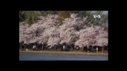 美國首都華盛頓櫻花盛開 受疫情影響人潮不再
