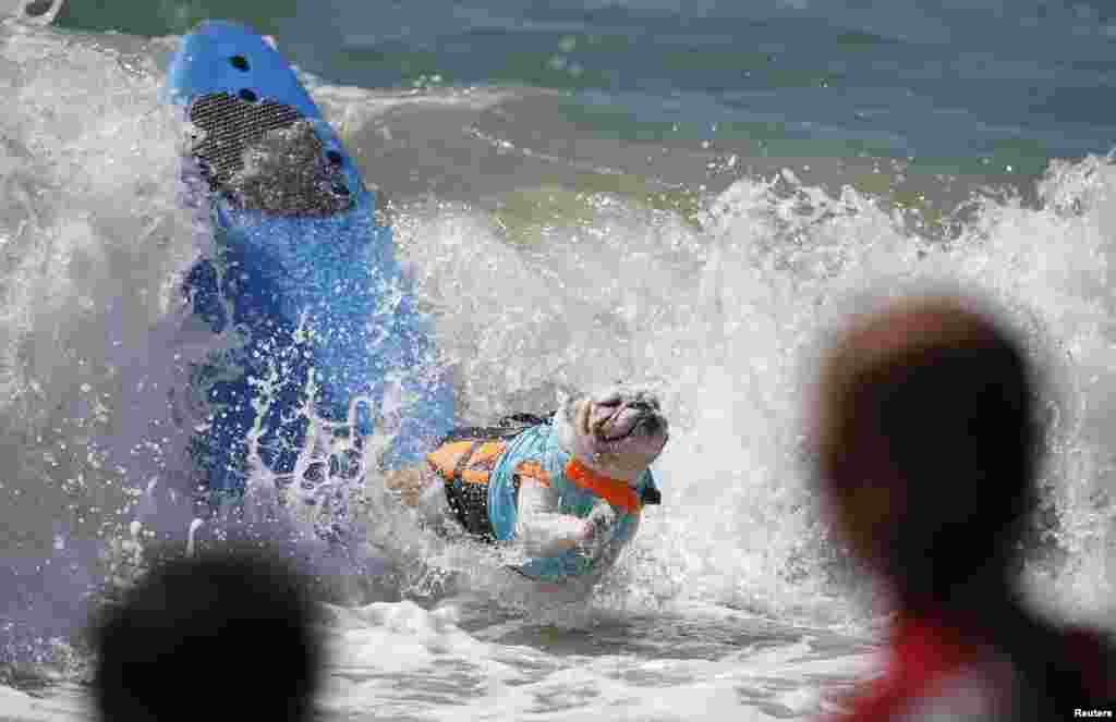 Concurso anual de surf para cães, 6ª edição, Huntington Beach, California Set. 28, 2014