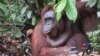 Orangutans and Giraffes Among Most Vulnerable Species