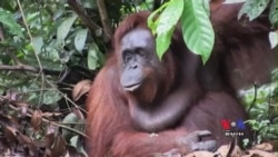 Orangutans and Giraffes Among Most Vulnerable Species