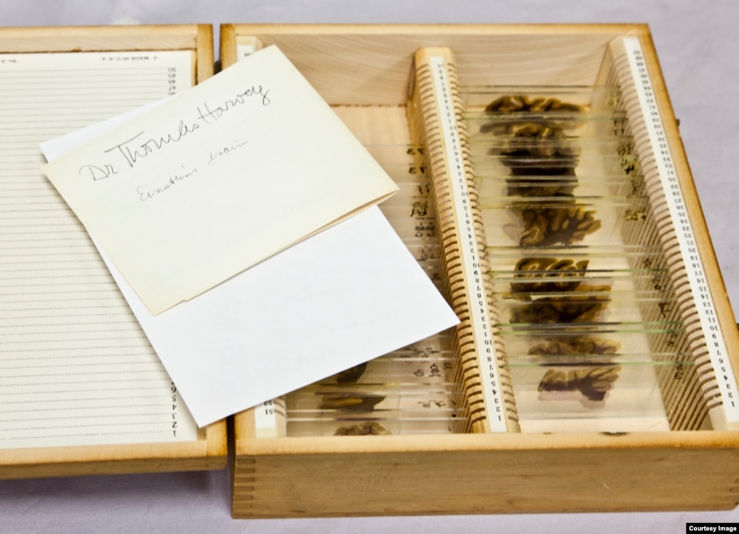 MUTTER MUSEUM ムッター　Muetter　医療　病理　解剖　奇形 Mütter Museum Showcases Medical Monstrosities