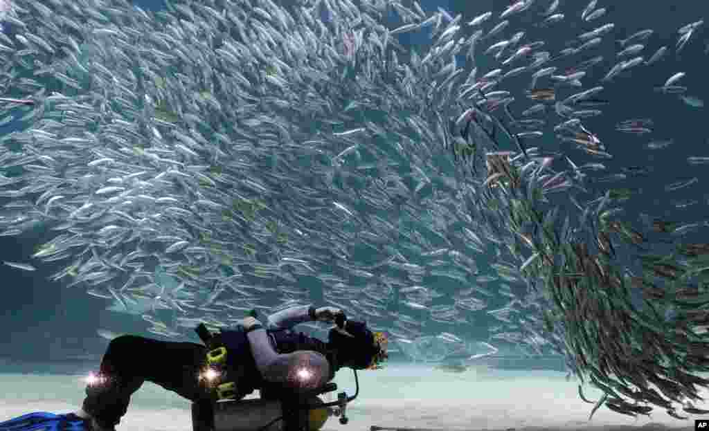 Seorang penyelam beraksi bersama sarden sebagai bagian dari acara liburan musim panas di Coex Aquarium di Seoul, Korea Selatan.