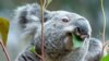 Australia Plans to Protect Endangered Koalas from Urban Development 