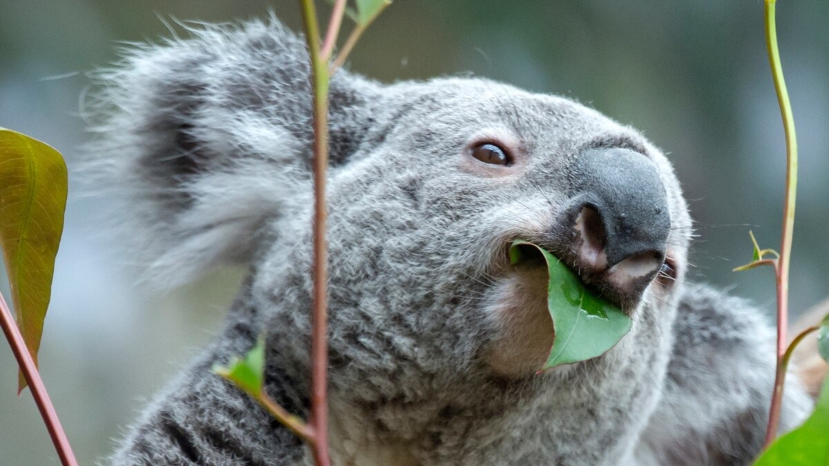 Australia Plans to Protect Endangered Koalas from Urban Development