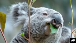 FILE - A male koala named Oobi-Ooobi at the Leipzig Zoo in Leipzig, central Germany, June 15, 2016. 