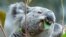 FILE - A male koala named Oobi-Ooobi at the Leipzig Zoo in Leipzig, central Germany, June 15, 2016. 