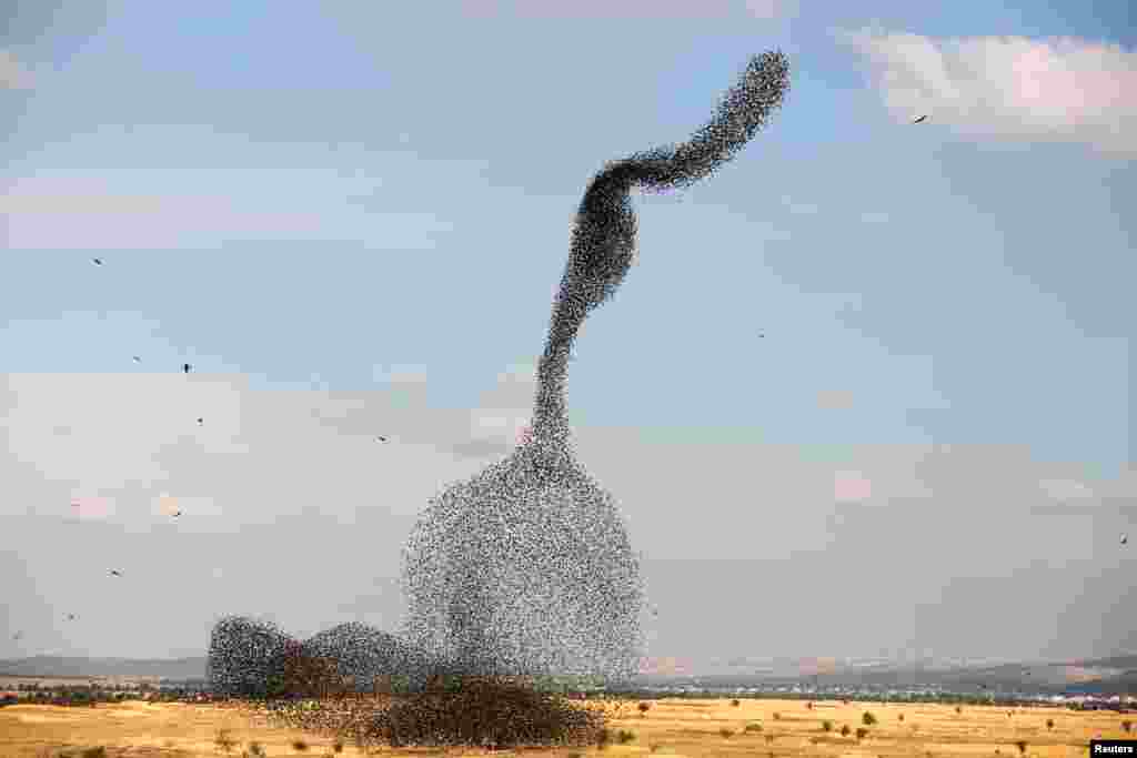 A murmuration of migrating starlings is seen across the sky near the village of Beit Kama in southern Israel.