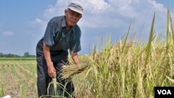 Meskipun anggaran sektor pertanian meningkat drastis, pemerintah dinilai belum mampu meningkatkan kesejahteraan masyarakat desa, terutama para petani (foto: dok).