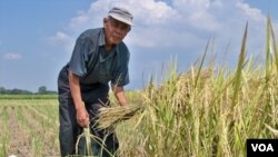 Seorang petani di Kabupaten Bandung terpaksa memanen padi lebih cepat untuk mengurangi kerugian akibat kekeringan, 27 September 2014 (Foto: VOA/Tedja Wulan)