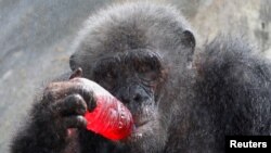 Un chimpanzé boit un rafraîchissement sucré alors qu'il est aspergé d'eau par une chaude journée au zoo de Dusit à Bangkok, en Thaïlande, le 30 mars 2017.