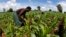 FILE - A farmer works in a maize field near the Malawian capital of Lilongwe, Feb. 1, 2016. In South Sudan, an NGO in Gbudue state wants restrictions on imported seed.