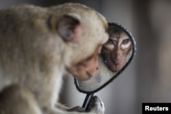 A long-tailed macaque looks into a motorbike's broadside  reflector  adjacent   Phra Prang Sam Yot temple earlier  officials started capturing monkeys successful  Lopburi, Thailand, Feb. 3, 2024.