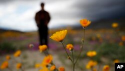 A man looks at the wildflowers in bloom near Borrego Springs, Calif., March 6, 2019. A winter soaking this year is shaping up to be possibly even better spring bloom than 2017.