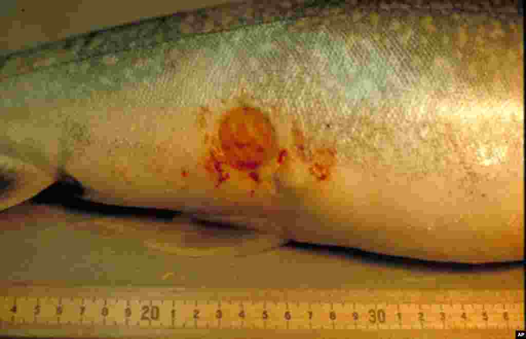 Lake trout with a scar from a sea lamprey. (Center for Great Lakes and Aquatic Sciences)