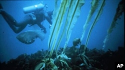 Sea otters maintain kelp forests in the ocean by preying on kelp-grazing sea urchins.