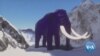 US Scientists Aim to Bring the Woolly Mammoth Back to Life